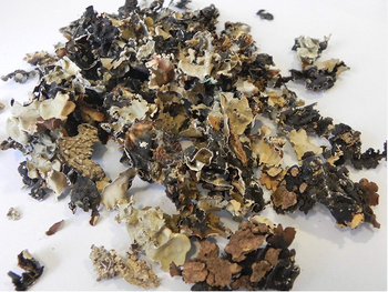 Stone Flower – Kalpasi / Dagad Phool - TJ&G global services limited - Nigeria